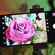 The Moto G Power and Moto G Stylus even have a pop up that suggests you switch to macro mode under the right conditions.